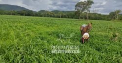 Extraordinária Fazenda para Pecuária à Venda 2.725 hectares  | Monte Alegre de Goiás/ GO