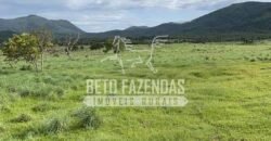 Extraordinária Fazenda para Pecuária à Venda 2.725 hectares  | Monte Alegre de Goiás/ GO