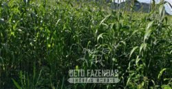 Extraordinária Fazenda para Pecuária à Venda 2.725 hectares  | Monte Alegre de Goiás/ GO