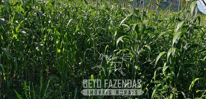 Extraordinária Fazenda para Pecuária à Venda 2.725 hectares  | Monte Alegre de Goiás/ GO