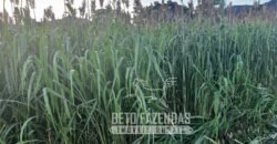 Extraordinária Fazenda para Pecuária à Venda 2.725 hectares  | Monte Alegre de Goiás/ GO