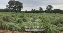 Extraordinária Fazenda para Pecuária à Venda 2.725 hectares  | Monte Alegre de Goiás/ GO