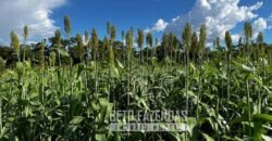 Extraordinária Fazenda para Pecuária à Venda 2.725 hectares  | Monte Alegre de Goiás/ GO