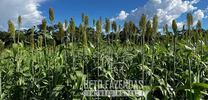 Extraordinária Fazenda para Pecuária à Venda 2.725 hectares  | Monte Alegre de Goiás/ GO