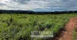 Extraordinária Fazenda para Pecuária à Venda 2.725 hectares  | Monte Alegre de Goiás/ GO