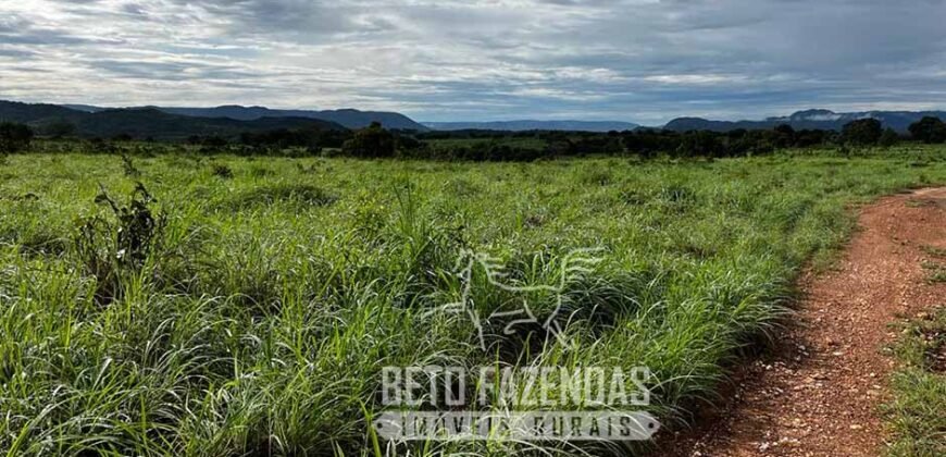 Extraordinária Fazenda para Pecuária à Venda 2.725 hectares  | Monte Alegre de Goiás/ GO