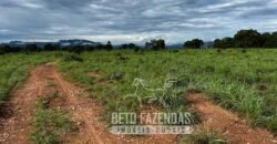 Extraordinária Fazenda para Pecuária à Venda 2.725 hectares  | Monte Alegre de Goiás/ GO