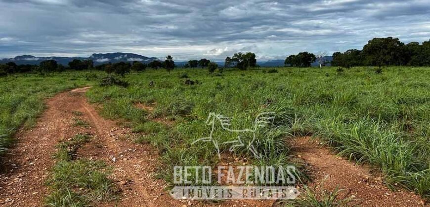 Extraordinária Fazenda para Pecuária à Venda 2.725 hectares  | Monte Alegre de Goiás/ GO