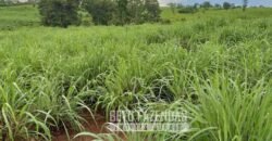 Extraordinária Fazenda para Pecuária à Venda 2.725 hectares  | Monte Alegre de Goiás/ GO