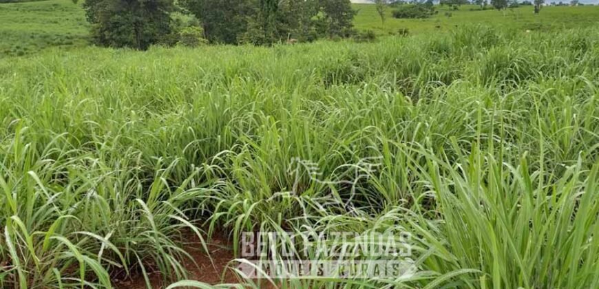 Extraordinária Fazenda para Pecuária à Venda 2.725 hectares  | Monte Alegre de Goiás/ GO