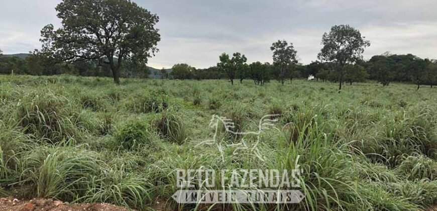 Extraordinária Fazenda para Pecuária à Venda 2.725 hectares  | Monte Alegre de Goiás/ GO
