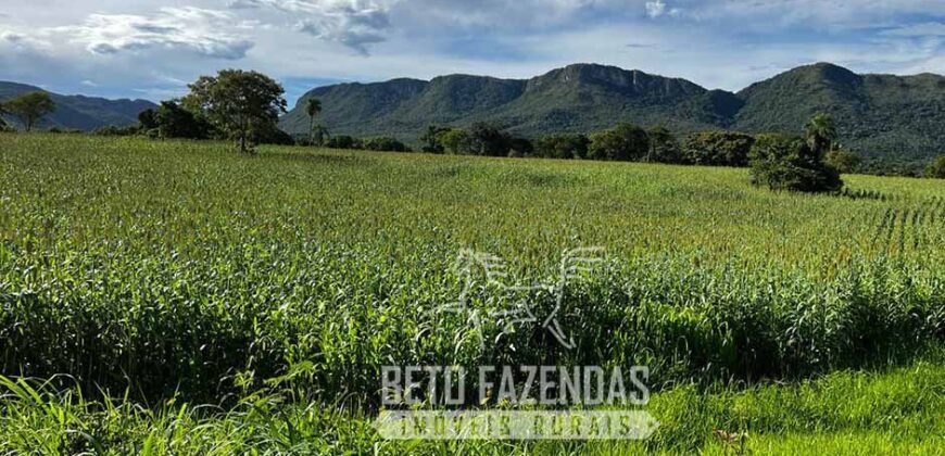 Extraordinária Fazenda para Pecuária à Venda 2.725 hectares  | Monte Alegre de Goiás/ GO