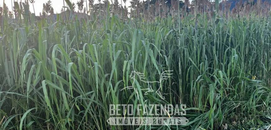 Extraordinária Fazenda para Pecuária à Venda 2.725 hectares  | Monte Alegre de Goiás/ GO