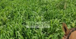 Extraordinária Fazenda para Pecuária à Venda 2.725 hectares  | Monte Alegre de Goiás/ GO