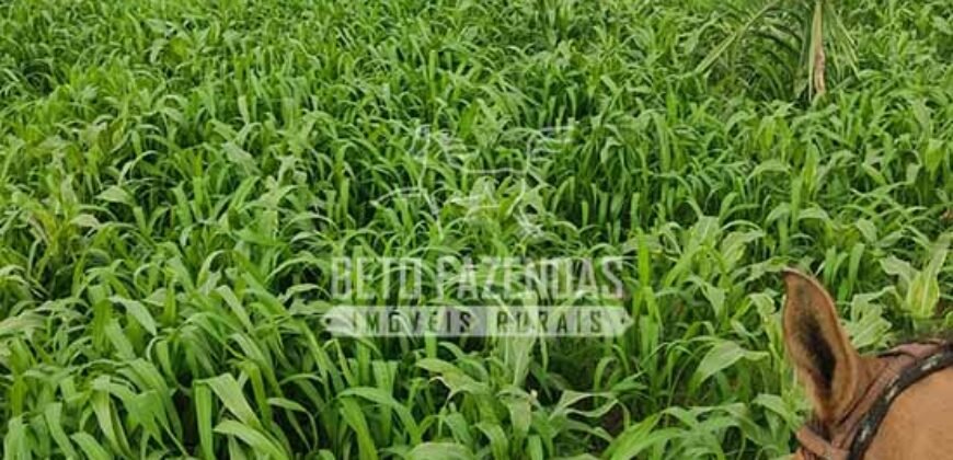 Extraordinária Fazenda para Pecuária à Venda 2.725 hectares  | Monte Alegre de Goiás/ GO