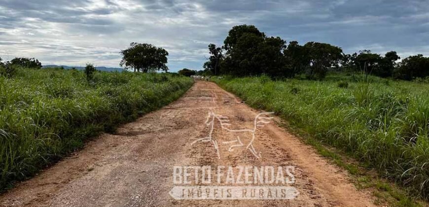 Extraordinária Fazenda para Pecuária à Venda 2.725 hectares  | Monte Alegre de Goiás/ GO