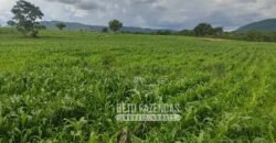 Extraordinária Fazenda para Pecuária à Venda 2.725 hectares  | Monte Alegre de Goiás/ GO