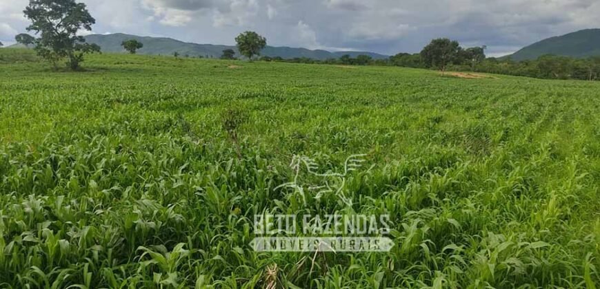 Extraordinária Fazenda para Pecuária à Venda 2.725 hectares  | Monte Alegre de Goiás/ GO