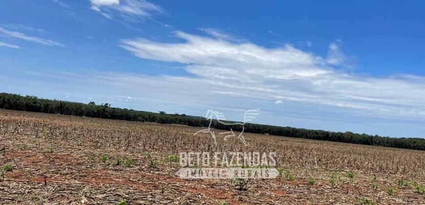 Excelente Fazenda à Venda 3.840 hectares para Produção Agrícola | Sinop/ MT