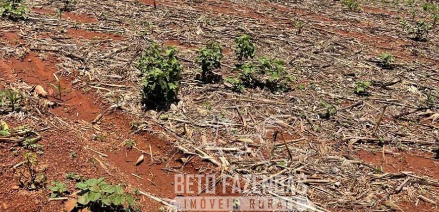 Excelente Fazenda à Venda 3.840 hectares para Produção Agrícola | Sinop/ MT