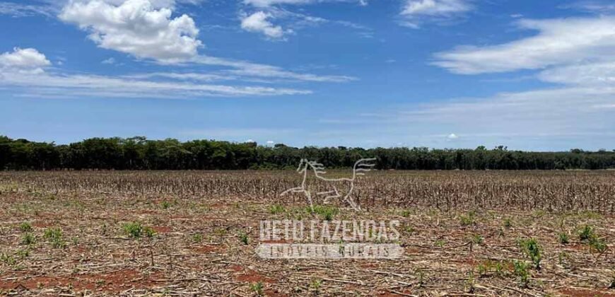 Excelente Fazenda à Venda 3.840 hectares para Produção Agrícola | Sinop/ MT