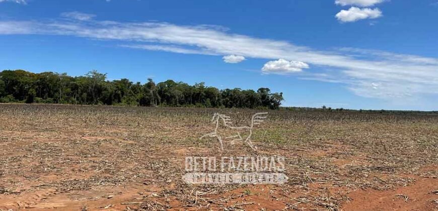 Extraordinária Fazenda à Venda 15.630 has em Ipiranga Próxima a Sinop | Ipiranga/ MT