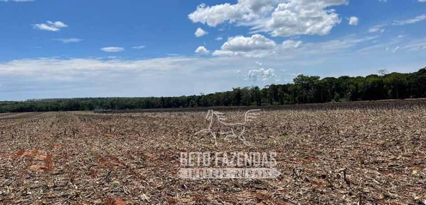 Extraordinária Fazenda à Venda 15.630 has em Ipiranga Próxima a Sinop | Ipiranga/ MT
