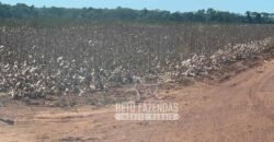 Extraordinária Fazenda à Venda 15.630 has em Ipiranga Próxima a Sinop | Ipiranga/ MT