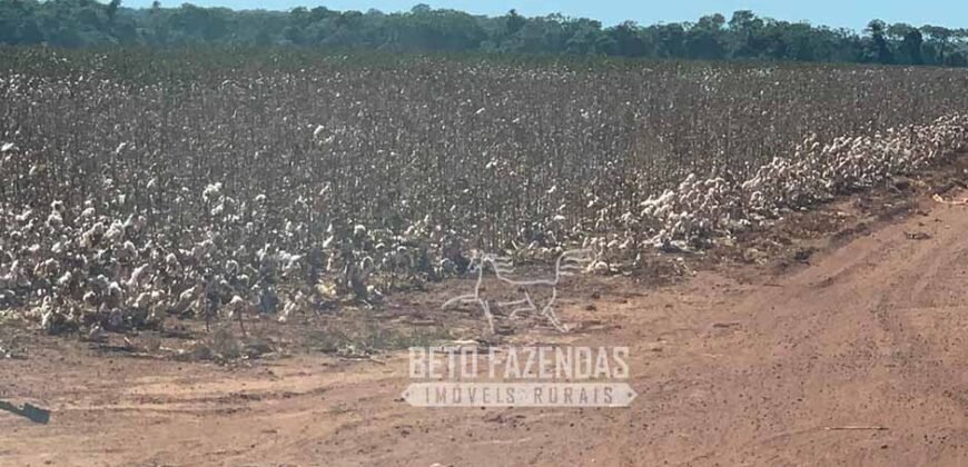 Extraordinária Fazenda à Venda 15.630 has em Ipiranga Próxima a Sinop | Ipiranga/ MT