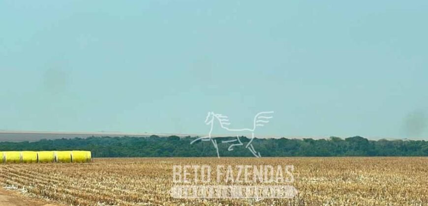 Extraordinária Fazenda à Venda 15.630 has em Ipiranga Próxima a Sinop | Ipiranga/ MT