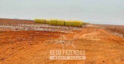 Extraordinária Fazenda à Venda 15.630 has em Ipiranga Próxima a Sinop | Ipiranga/ MT
