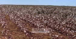 Extraordinária Fazenda à Venda 15.630 has em Ipiranga Próxima a Sinop | Ipiranga/ MT