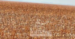 Extraordinária Fazenda à Venda 15.630 has em Ipiranga Próxima a Sinop | Ipiranga/ MT