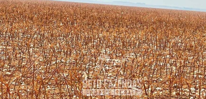 Extraordinária Fazenda à Venda 15.630 has em Ipiranga Próxima a Sinop | Ipiranga/ MT