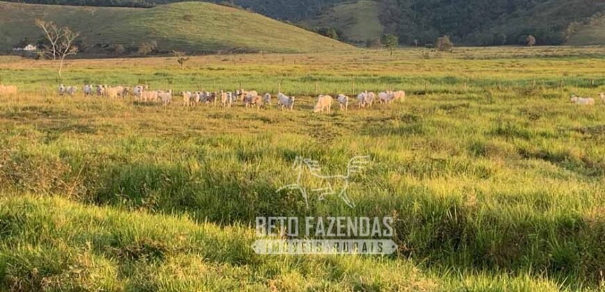 Excelente Fazenda 84 alqueires para Pecuária à Venda | Silva Jardim/ RJ