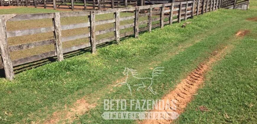 Venda de Fazenda 1.602 Hectares Dupla Aptidão Montada na Pecuária na Região de Marília/ SP