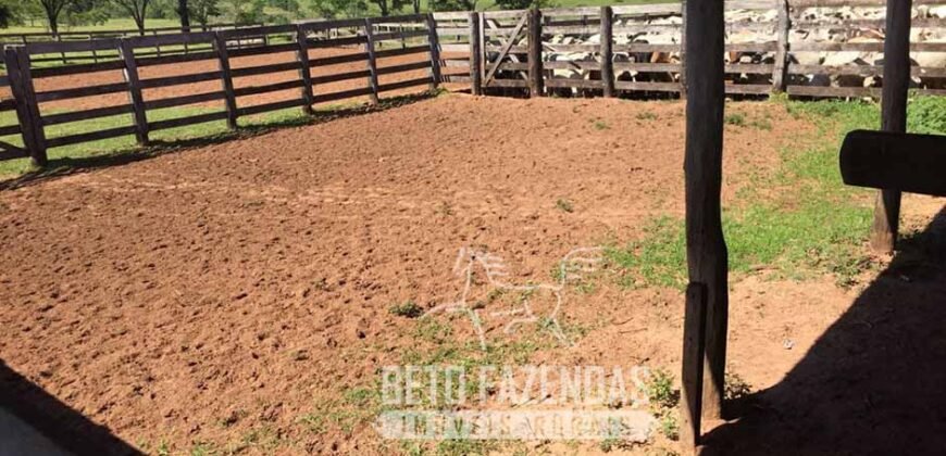 Venda de Fazenda 1.602 Hectares Dupla Aptidão Montada na Pecuária na Região de Marília/ SP