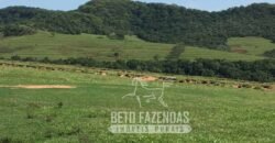 Venda de Fazenda 1.602 Hectares Dupla Aptidão Montada na Pecuária na Região de Marília/ SP