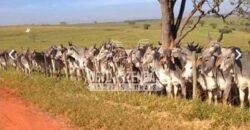 Fazenda de Alto Padrão 394,4 Has Montada na Pecuária Porteira Fechada | Próxima a São Paulo/ SP