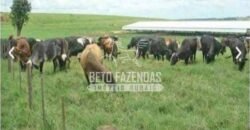 Fazenda de Alto Padrão 394,4 Has Montada na Pecuária Porteira Fechada | Próxima a São Paulo/ SP