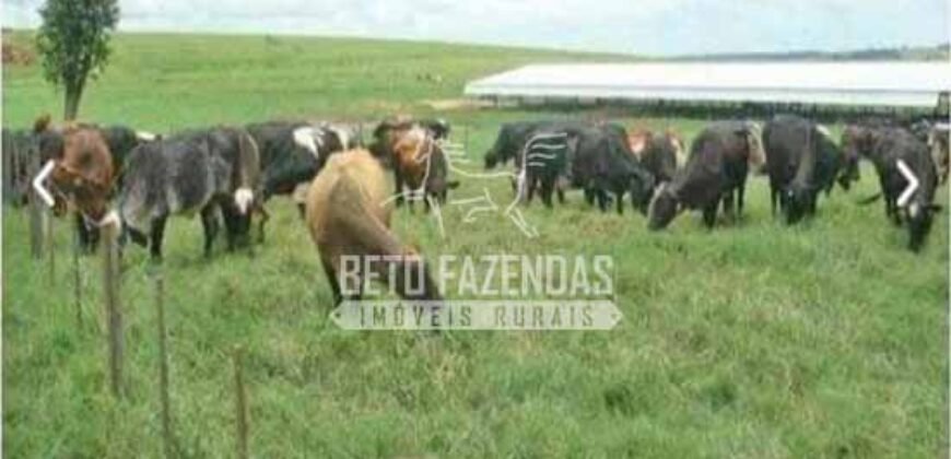 Fazenda de Alto Padrão 394,4 Has Montada na Pecuária Porteira Fechada | Próxima a São Paulo/ SP