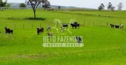 Fazenda de Alto Padrão 394,4 Has Montada na Pecuária Porteira Fechada | Próxima a São Paulo/ SP