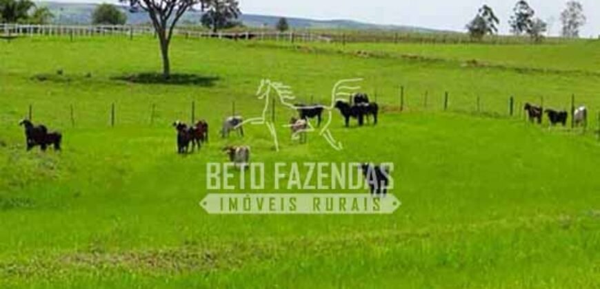 Fazenda de Alto Padrão 394,4 Has Montada na Pecuária Porteira Fechada | Próxima a São Paulo/ SP