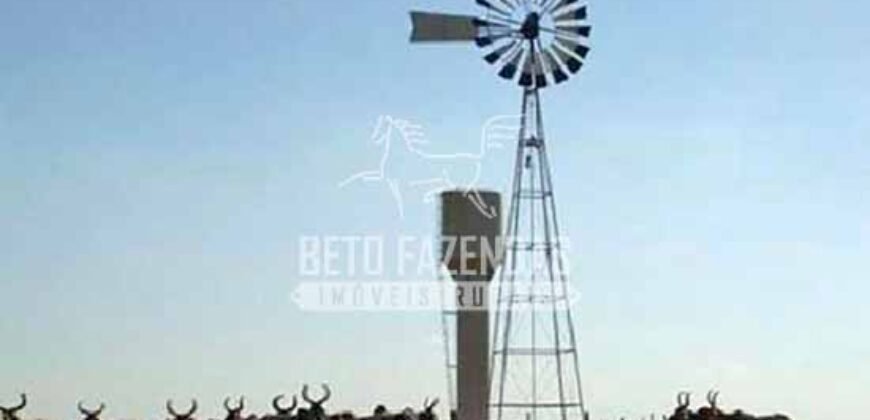 Fazenda de Alto Padrão 394,4 Has Montada na Pecuária Porteira Fechada | Próxima a São Paulo/ SP