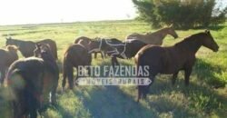 Fazenda de Alto Padrão 394,4 Has Montada na Pecuária Porteira Fechada | Próxima a São Paulo/ SP