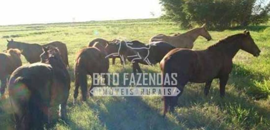 Fazenda de Alto Padrão 394,4 Has Montada na Pecuária Porteira Fechada | Próxima a São Paulo/ SP