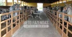 Fazenda de Alto Padrão 394,4 Has Montada na Pecuária Porteira Fechada | Próxima a São Paulo/ SP