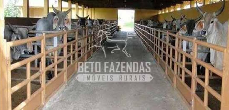 Fazenda de Alto Padrão 394,4 Has Montada na Pecuária Porteira Fechada | Próxima a São Paulo/ SP