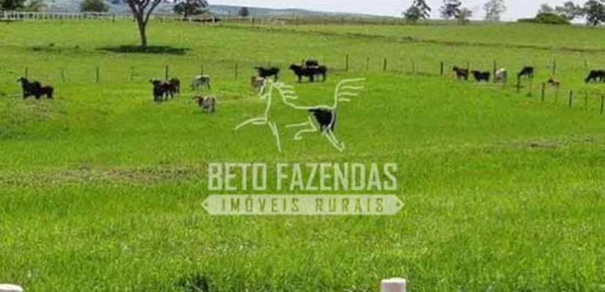 Fazenda de Alto Padrão 394,4 Has Montada na Pecuária Porteira Fechada | Próxima a São Paulo/ SP