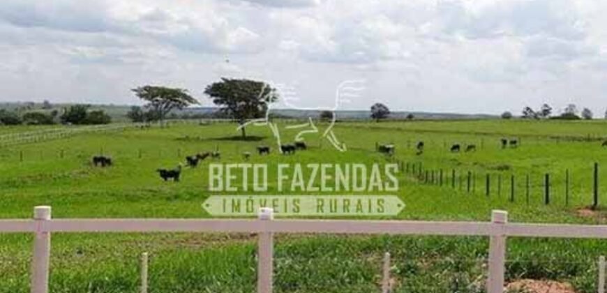 Fazenda de Alto Padrão 394,4 Has Montada na Pecuária Porteira Fechada | Próxima a São Paulo/ SP